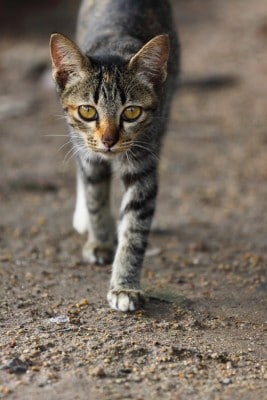 found-cat