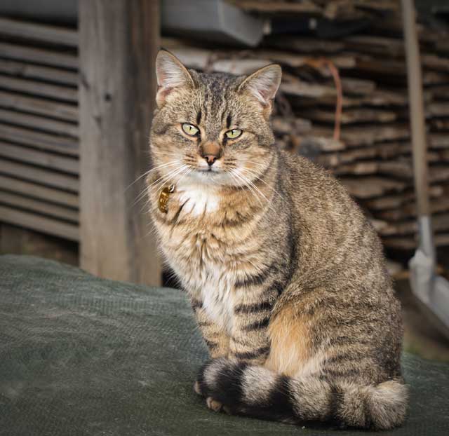 working-cats-2