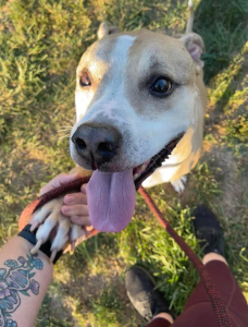 Dog at the shelter placing his paw in a volunteer's hand