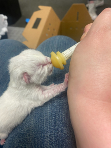 a kitten being fed by syringe