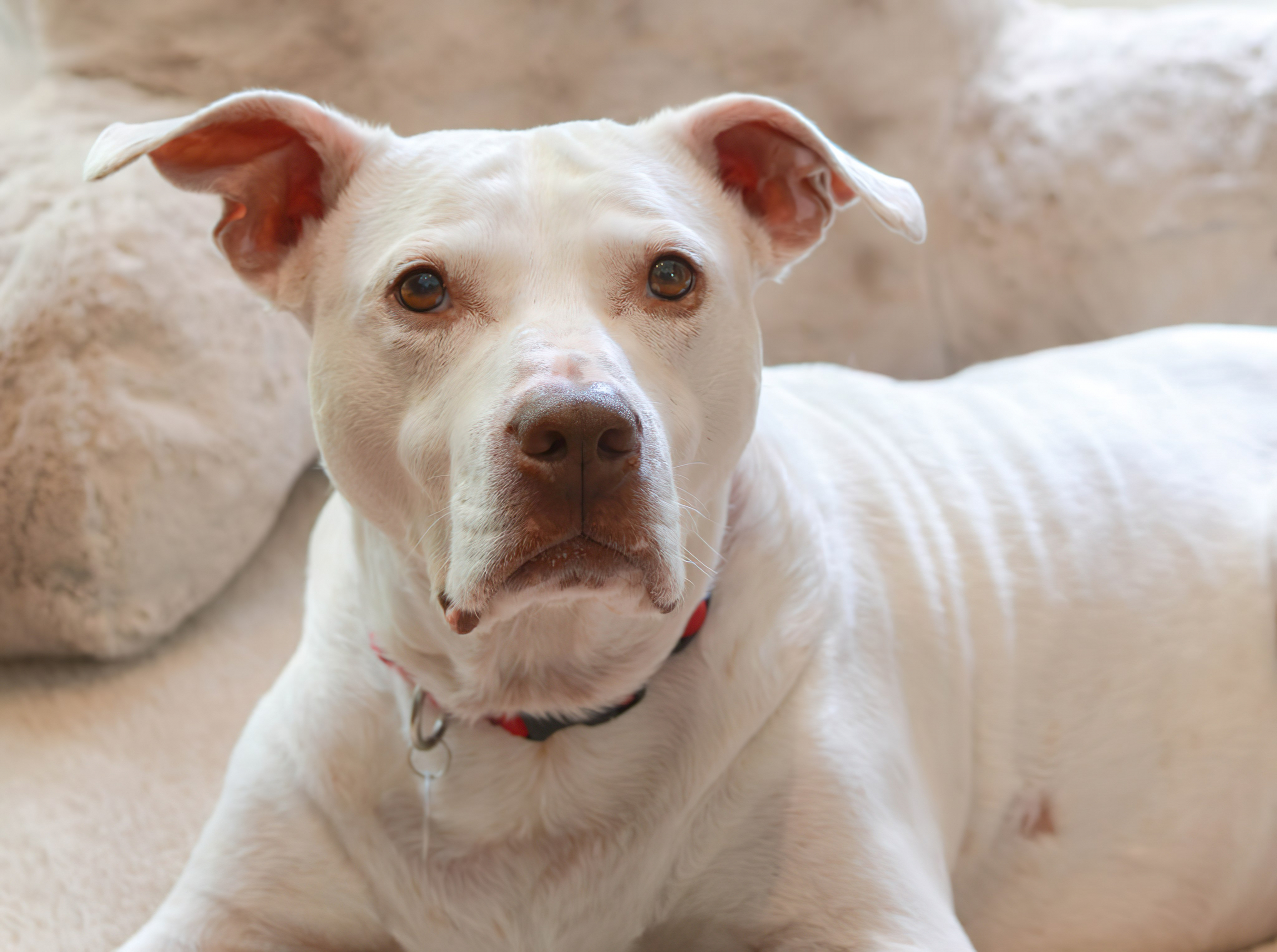 Image of Yoda who is a white dog. 